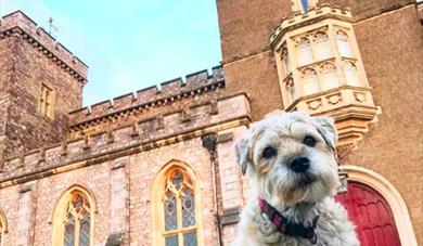 Pooches at Powderham