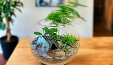 Make a Glass Globe Terrarium Workshop - May 2024