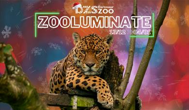 Zooluminate