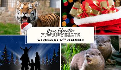 Home Educator Zooluminate