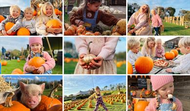 Pumpkin Festival at Pennywell Farm!
