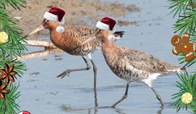 Christmas Guided Walk at Seaton Wetlands