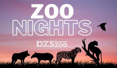 Zoo Nights