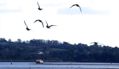 Guided Bird watching Cruise