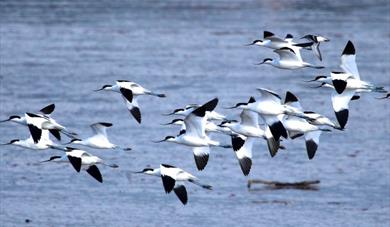 Guided Bird Watching