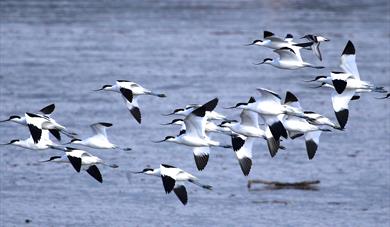 Guided Bird Watching Cruises