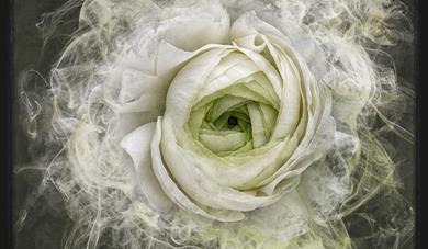 Miss Haversham by Kirsteen Titchener