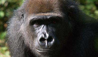 Ape and Cake Evening