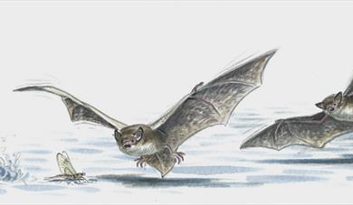 Bat Watch