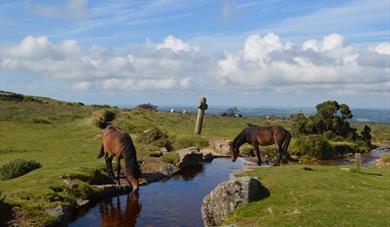 Dartmoor Ponies