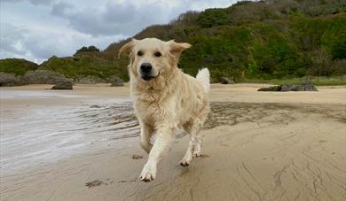 Albie enjoying one of the many dog friendly beaches of South Devon.