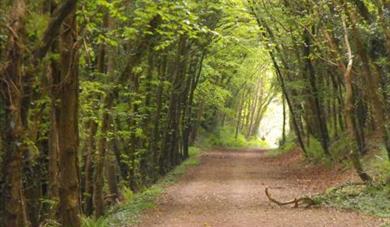 Walking for Health - Harpford Woods