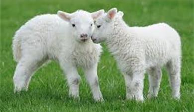 Lambing Sunday