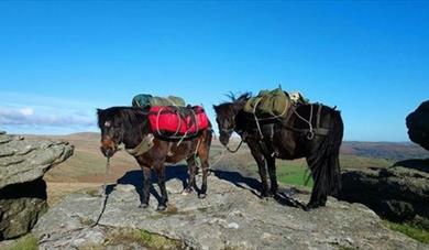 Walk with Dartmoor Pack Ponies - By Donation