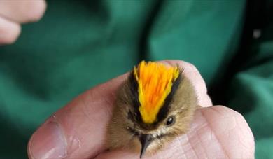 Bird ringing demonstration 8 March