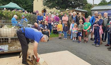 Sheep shearing demonstration at Peter Tavy Village Fayre