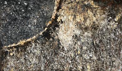 The Black Sun Shining on the Ashes of Summer Flowers