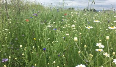 Photo of a wildflower meadow under grey sky