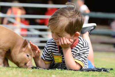 Pennywell Pig, Boy With Pig Outside