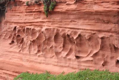 Dawlish Warren Cliffs: Photo supplied by Craig Dixon, DCC