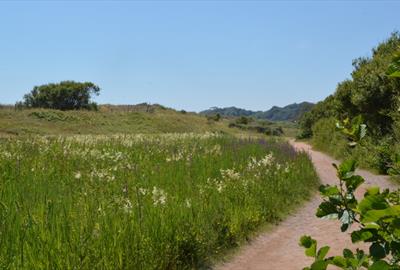 Dawlish Warren Nature Reserve pathway