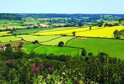 East Devon countryside in the sun