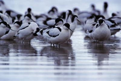 Exe Estuary - Andy Hay