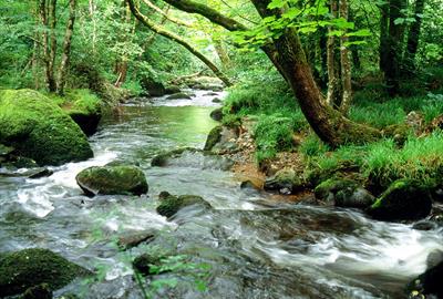 The River Teign