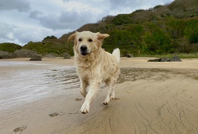 Albie enjoying one of the many dog friendly beaches of South Devon.