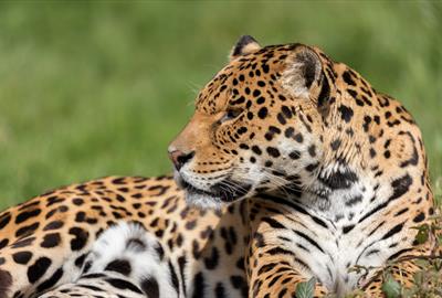 Jaguar at Dartmoor Zoo
