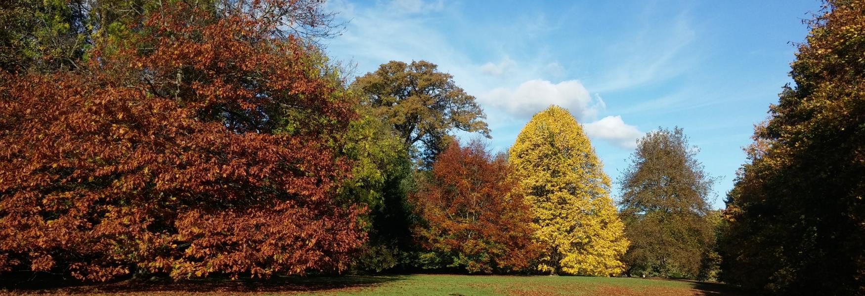 Autum Leaves at Old Forde House, Newton Abbot