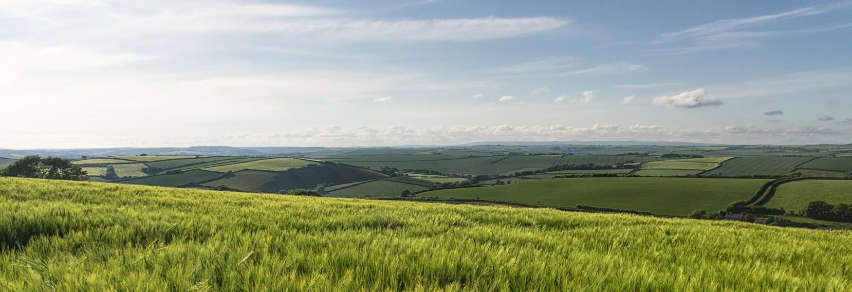 Barley field