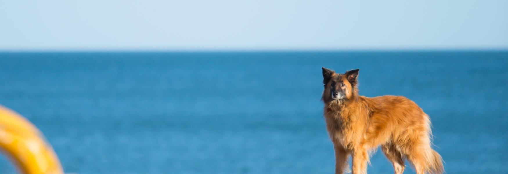 Dog on South Devon Beach