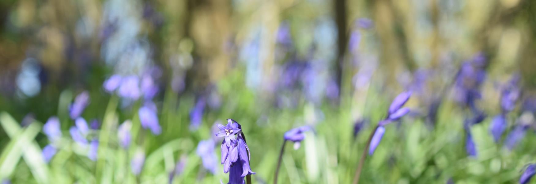 Bluebells Honiton