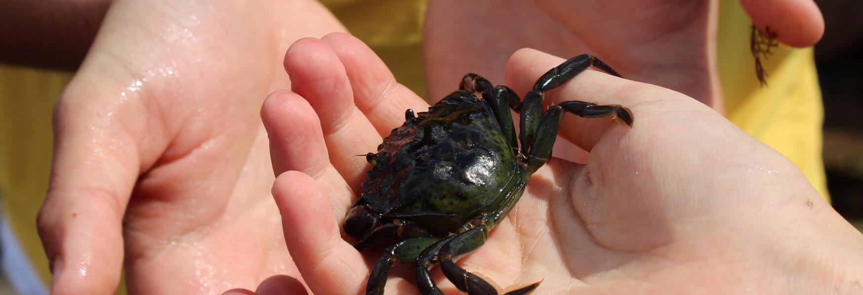 Rock Pooling at Wembury