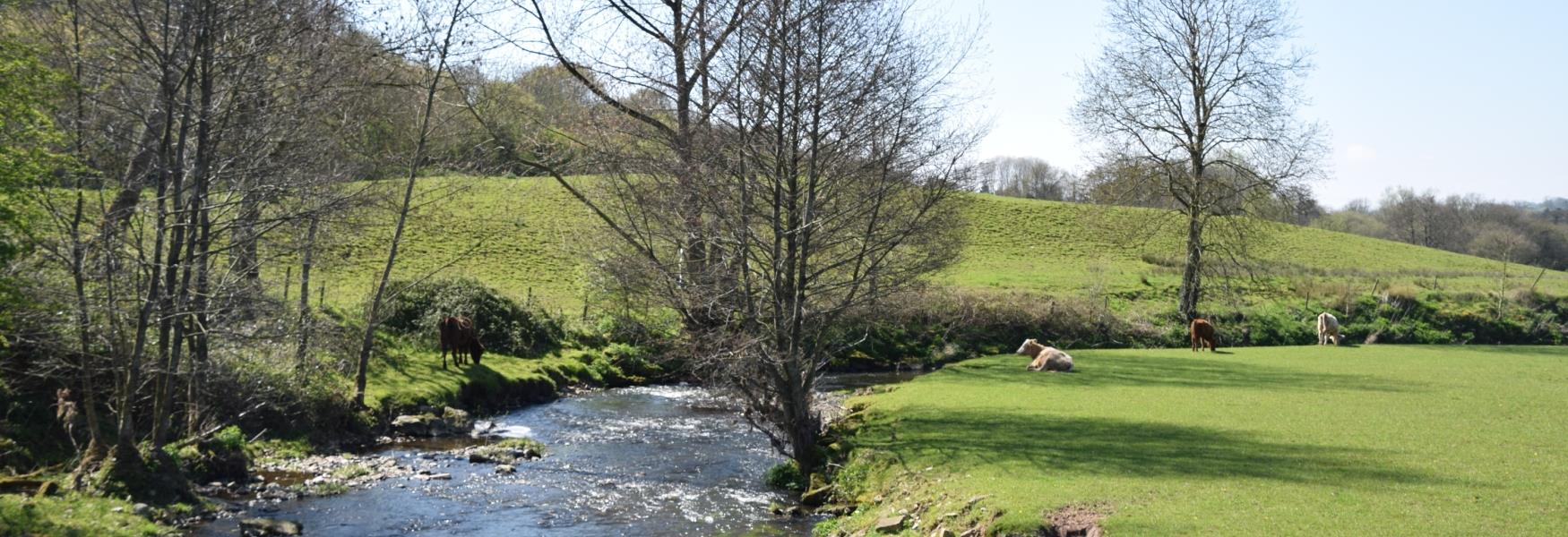 Countryside near Honiton