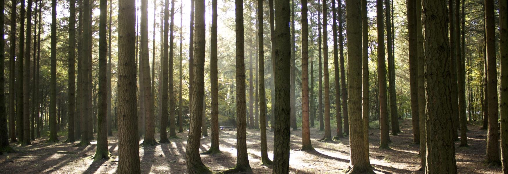 Stover Country Park