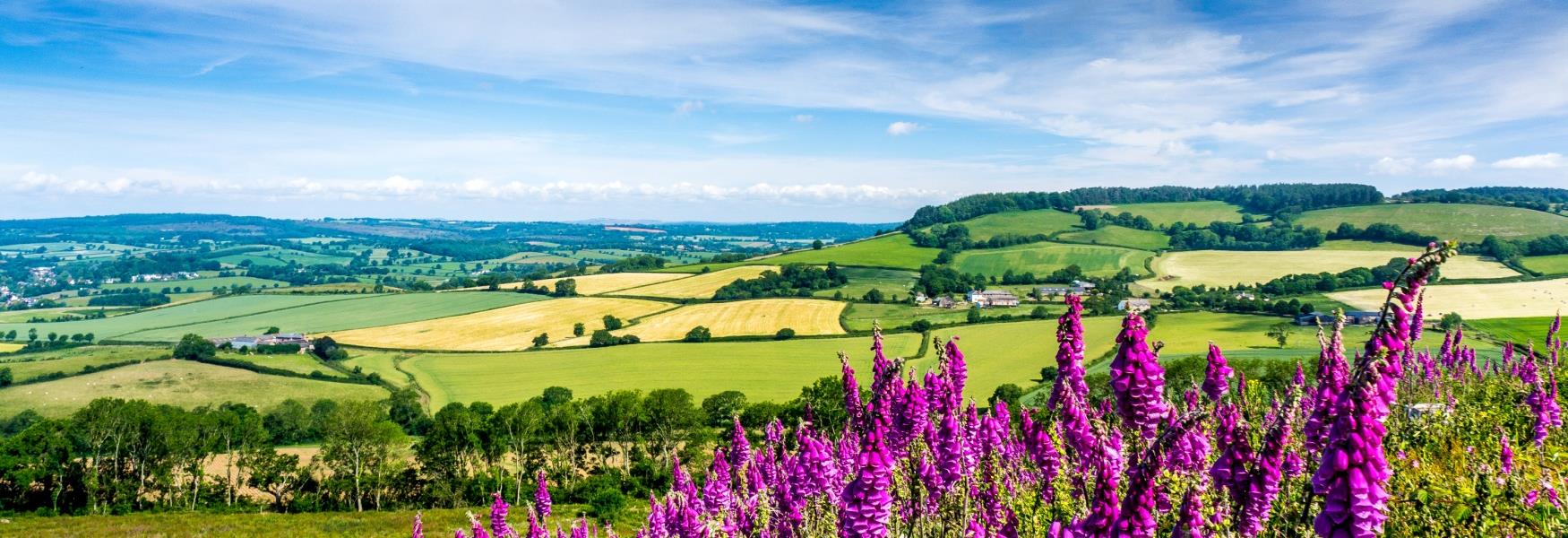 Countryside near Sidmouth