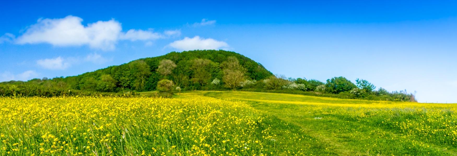 Countryside Near Sidmouth