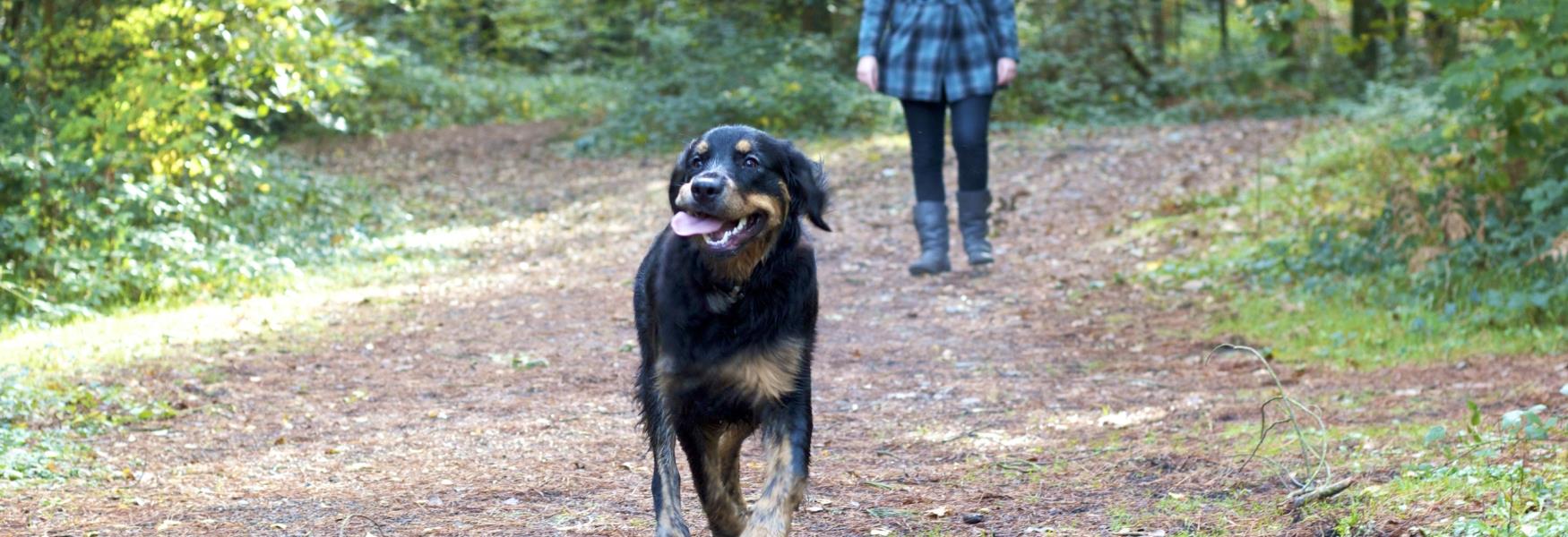 Dog at Stover Country Park