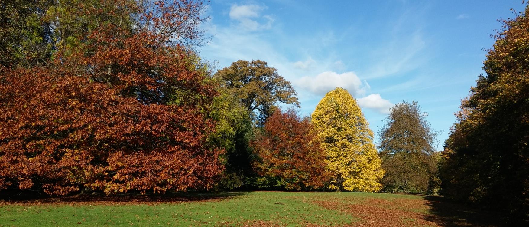 Autum Leaves at Old Forde House, Newton Abbot