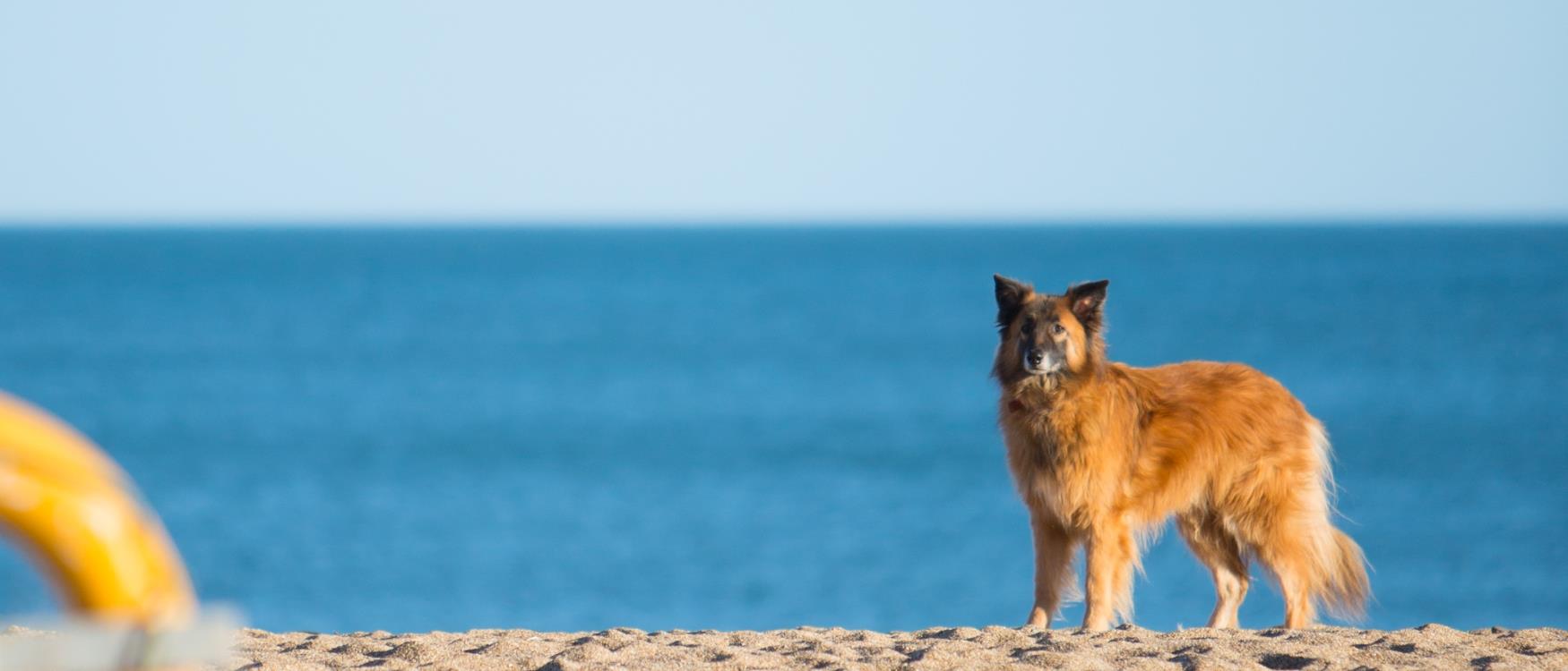 Dog on South Devon Beach