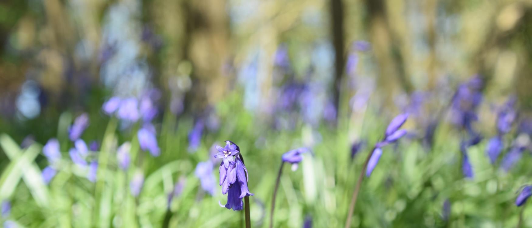 Bluebells Honiton