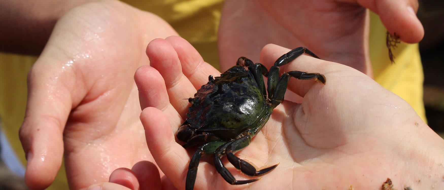 Rock Pooling at Wembury