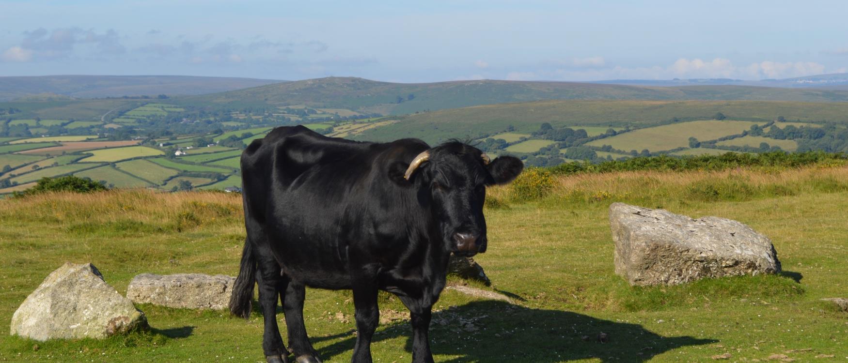 Dartmoor