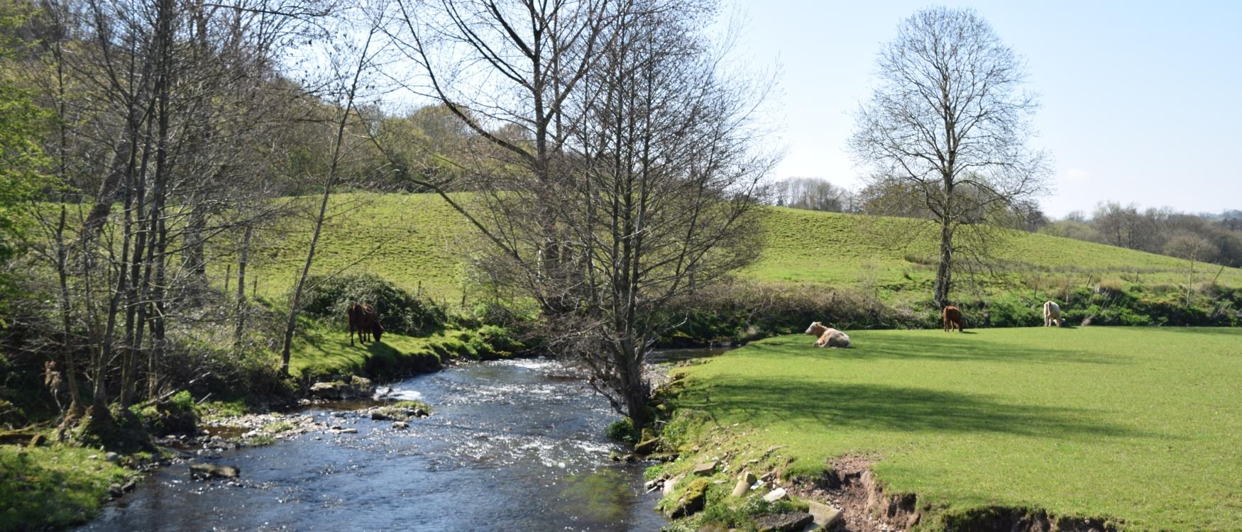 Countryside near Honiton