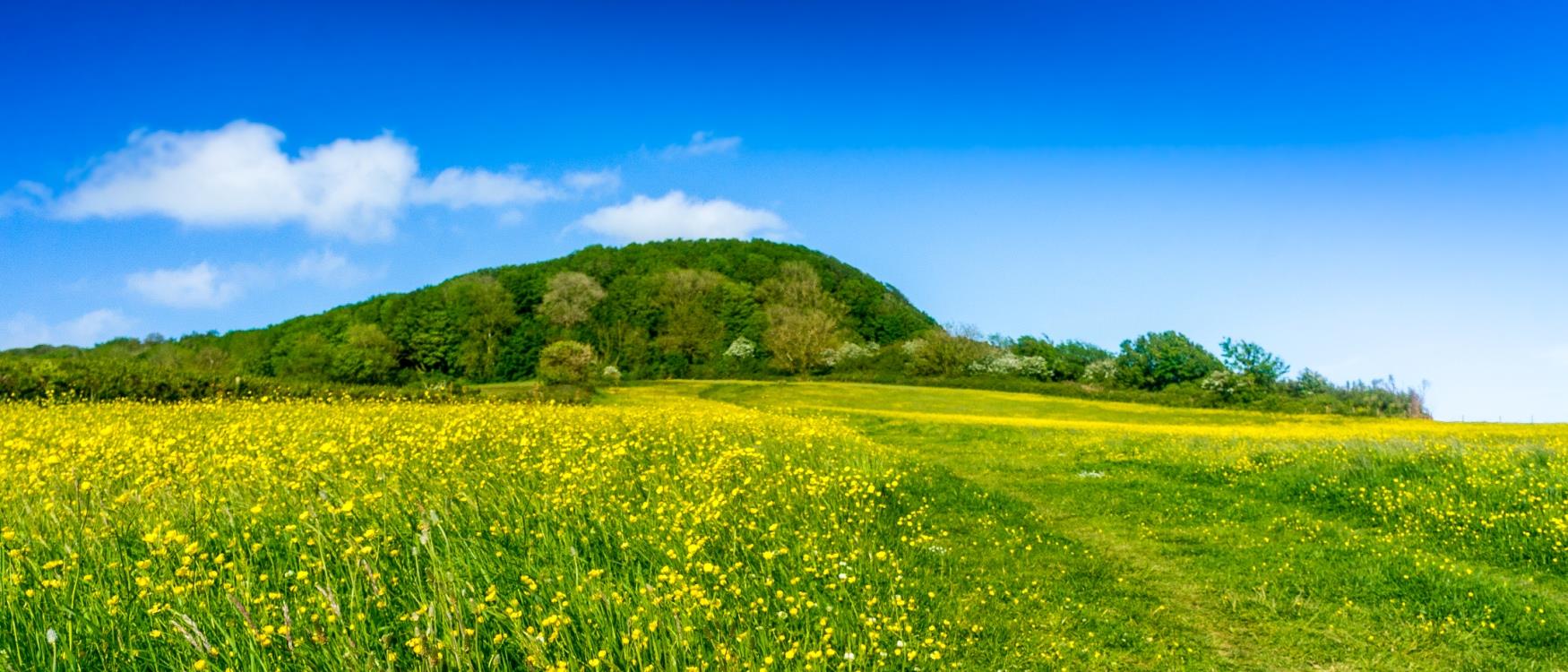 Countryside Near Sidmouth