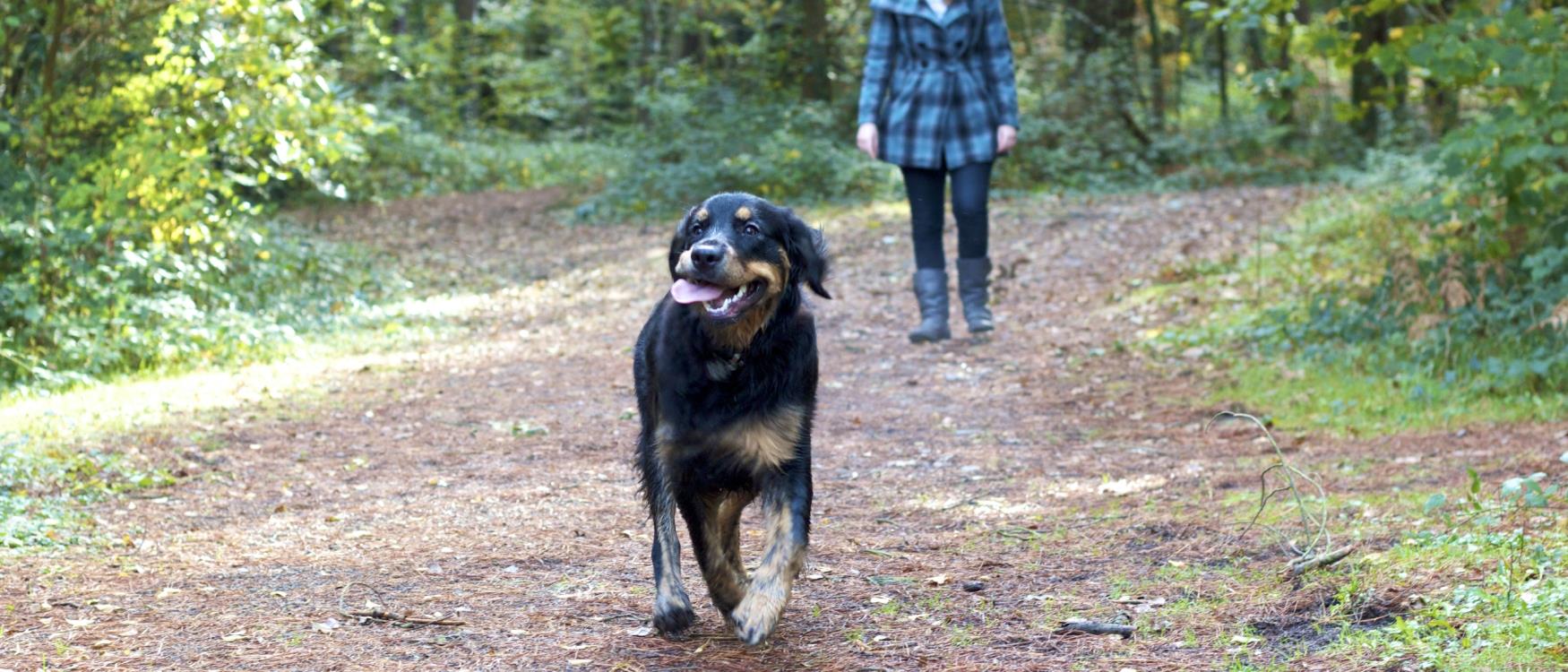 Dog at Stover Country Park