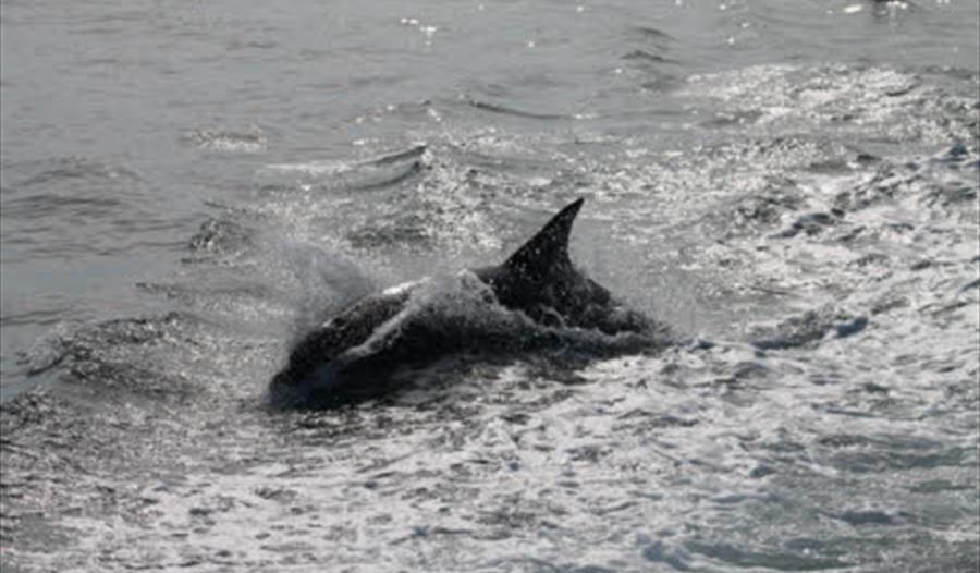 Dolphin