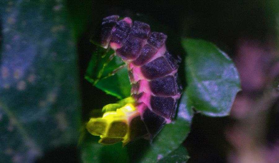 Close up photo of a glowworm on a leaf at night